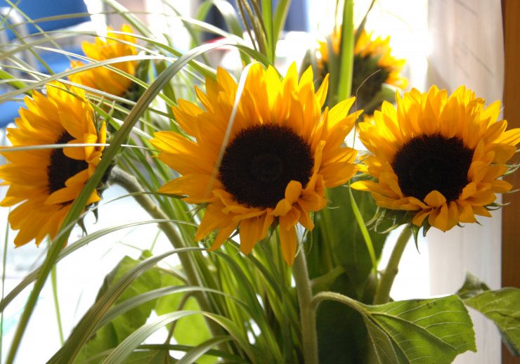 Sonneblumen, Blumenschmuck des Detmolder Sommergesprächs